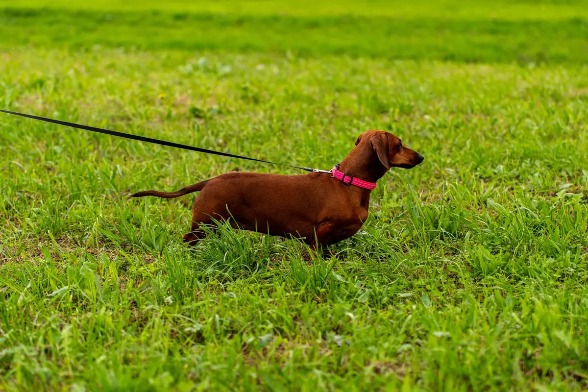 Brown dachshund walking through green grass in a sunny park