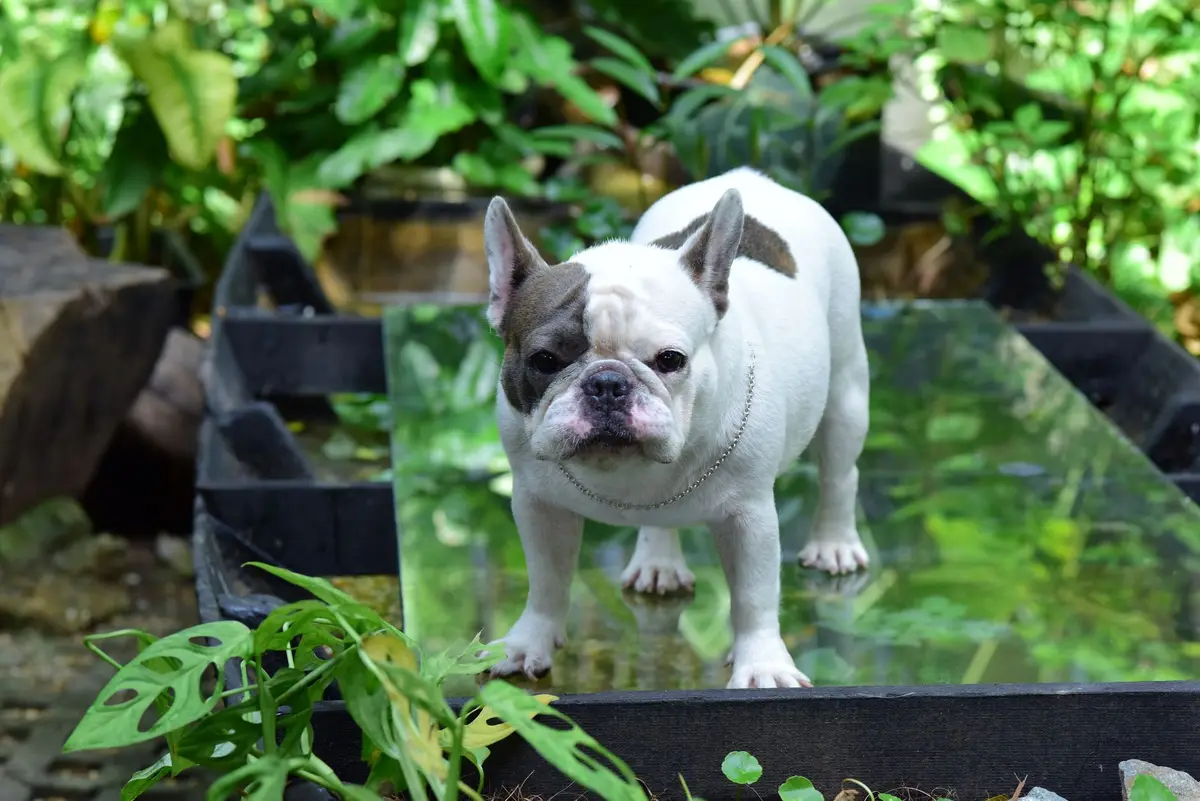 Cream French Bulldog sitting in a lush green garden, ears up and facing the camera