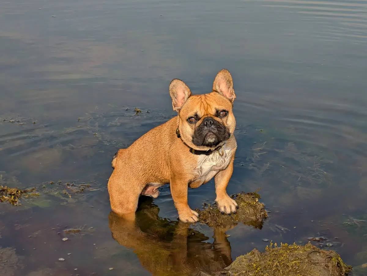 Fawn French Bulldog standing in shallow lake water close to the shore
