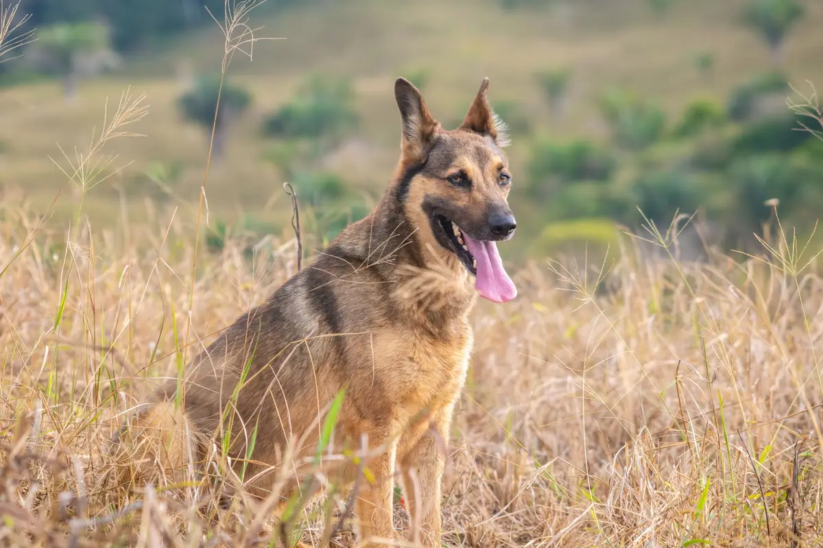 Adult German Shepherd standing in a grassy field with its tongue out