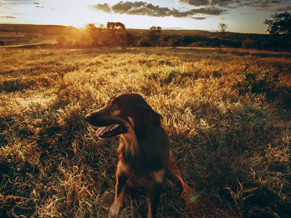 A happy dog sitting in a grassy meadow, ears up, looking at the camera
