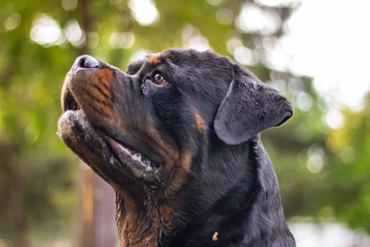 Close-up of an adult Rottweiler's black and tan face looking at the camera