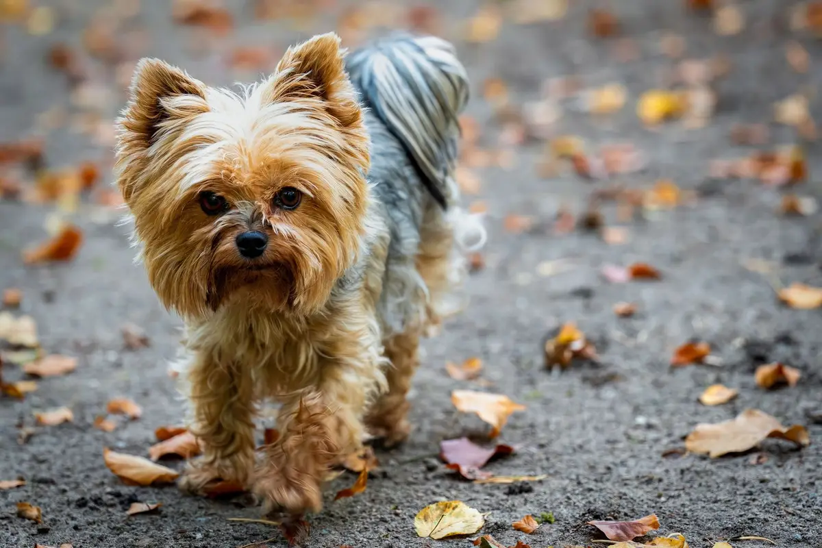 Yorkshire Terrier walking across fallen autumn leaves with its silky coat catching the light